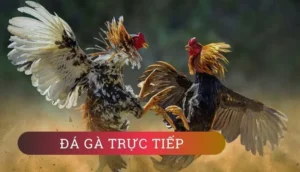 Cách Chơi Đá Gà GA28 Tại W88 Thắng Lớn Mỗi Ngày