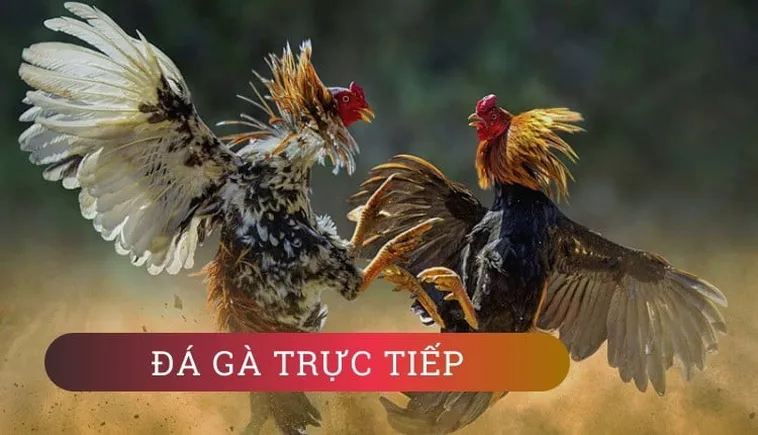 Cách Chơi Đá Gà GA28 Tại W88 Thắng Lớn Mỗi Ngày